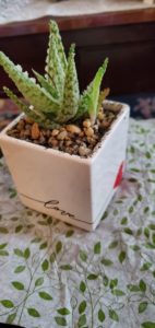 New Office Plant