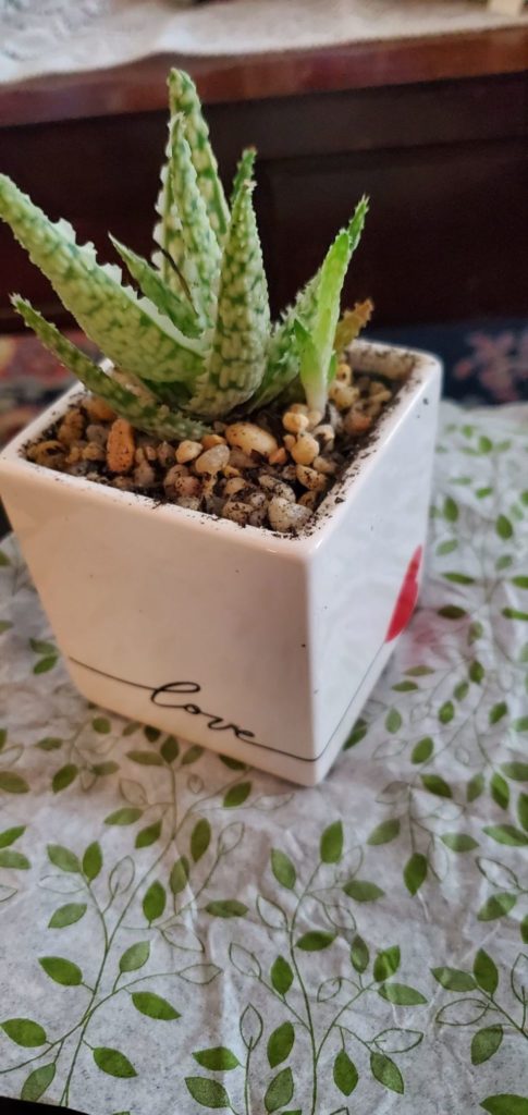New office plant, "Aloe Baylies"